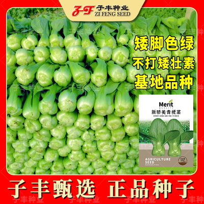 盆栽四季好吃好看小青菜种子合集