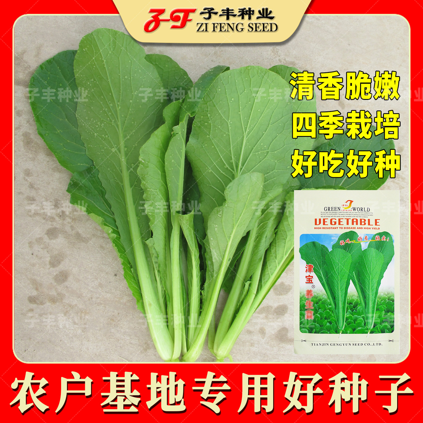 四季播小青菜种子津宝小白菜阳台盆栽无纤维绿帮小白菜籽蔬菜种子