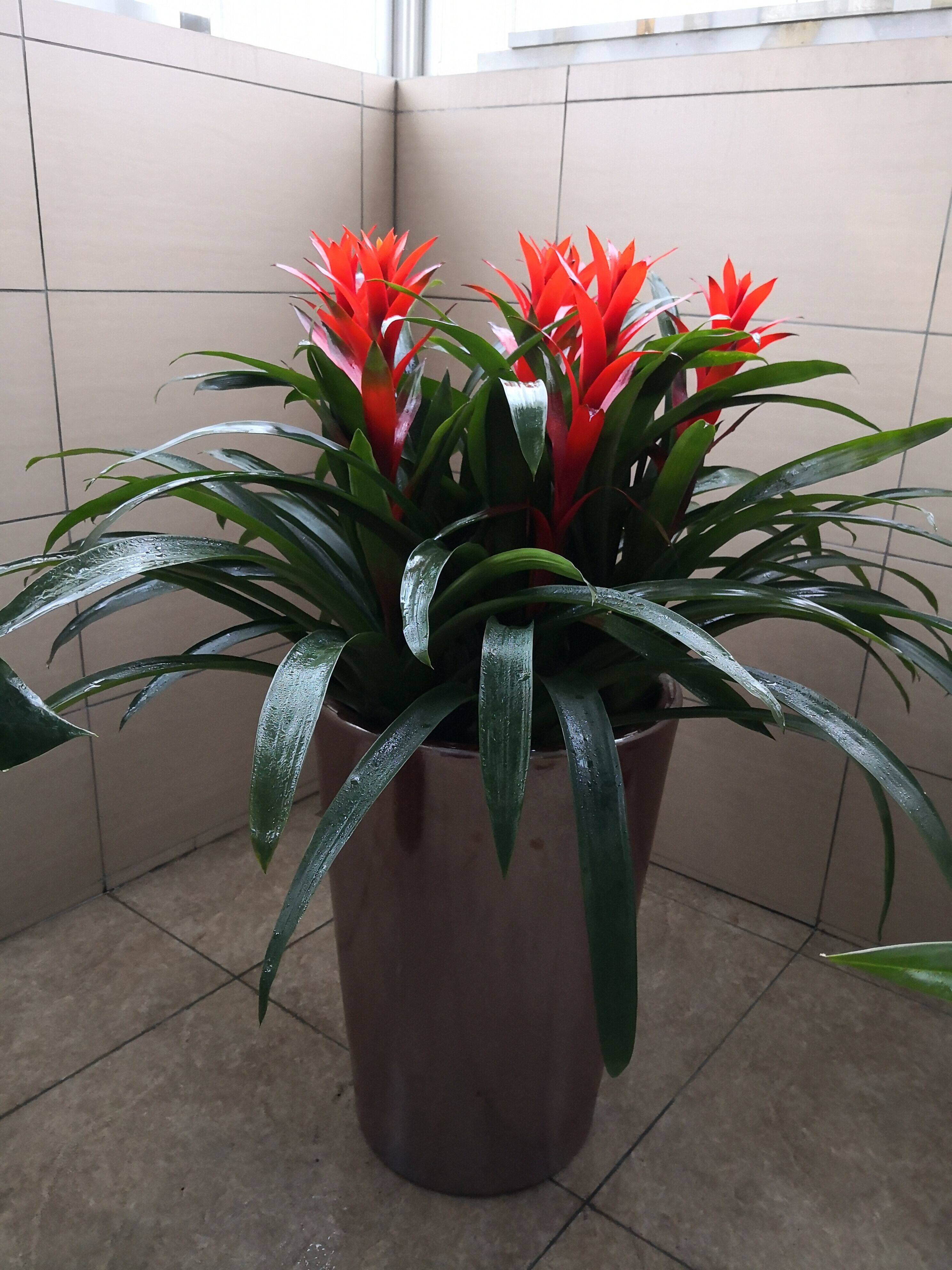 大红心鸿运当头盆栽绿植花卉凤梨菠萝花室内客厅盆景办公高档红花