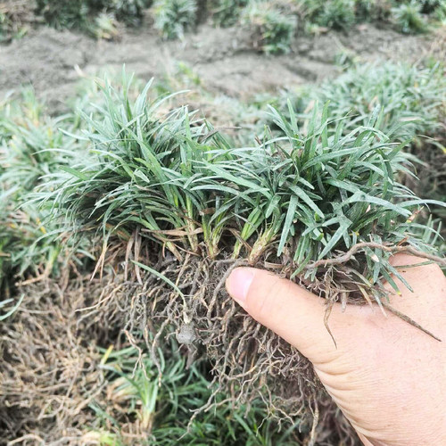 日本矮麦冬草苗耐寒耐旱常青