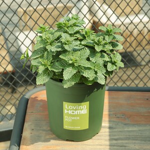 薄荷盆栽包邮价格 薄荷盆栽包邮图片 星期三