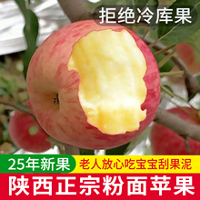 25年新鲜粉面沙甜小苹果老人小孩刮泥吃的香甜婴儿辅食水果非嘎啦