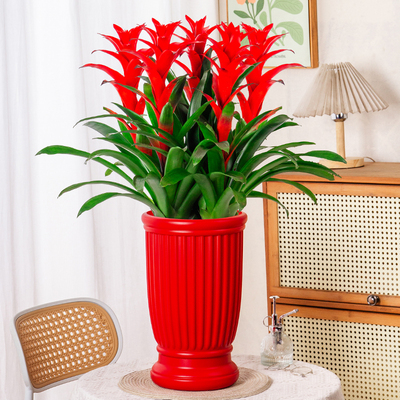 【5颗装落地款】鸿运当头凤梨花年宵花卉大红星绿植盆栽好养