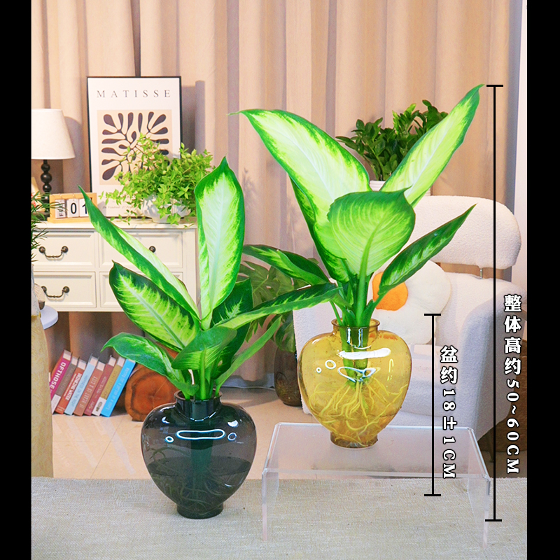 【玛丽安粉黛】万年青（约50~60CM）盆栽桌面好养水培花卉办公室