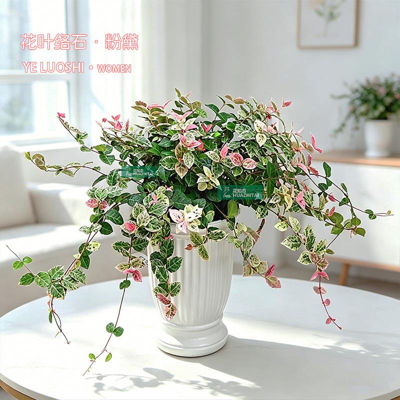 【花叶络石】彩叶植物盆栽室内桌面办公垂吊好养绿植