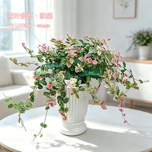 【花叶络石】彩叶植物盆栽室内桌面办公垂吊好养绿植