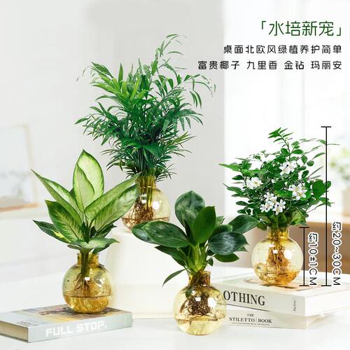 【买三送一】椰子玛丽安金钻九里香室内桌面水培绿植约20~30CM盆 - 封面