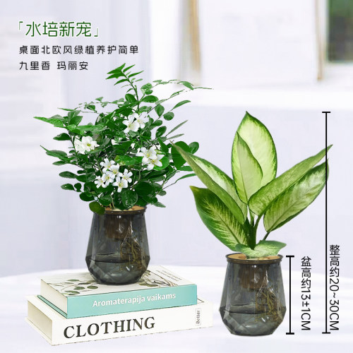水培九里香 玛丽安桌面室内水培美观绿植物清新好养