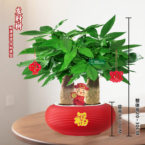 【两杆发财树】喜庆节日年宵送礼桌面绿植盆栽好养耐阴绿植20-30c