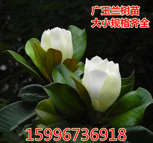 广玉兰树苗 广玉兰小苗 玉兰苗 四季常青 荷花玉兰苗 绿化树苗