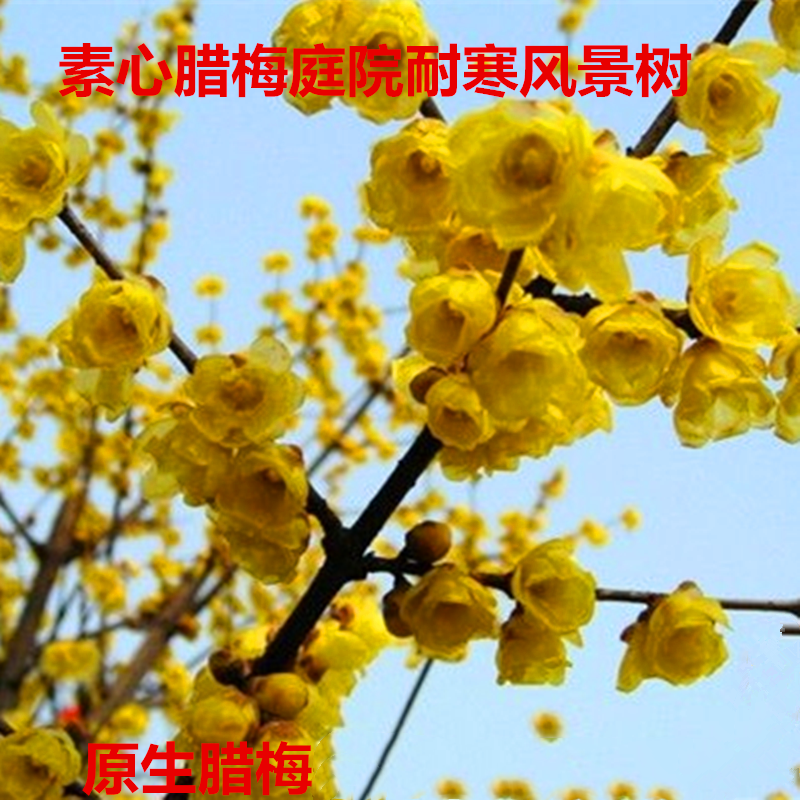 梅花树苗原生腊梅红梅树苗庭院绿化冬季开花浓香型花卉素心腊梅花
