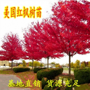 美国红枫树苗红点红冠秋火焰小苗 嫁接日本红枫红舞姬四季红枫苗