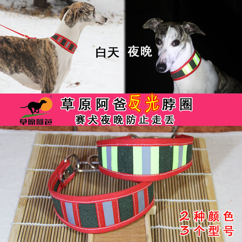 草原阿爸格力灵缇惠比特一拉脖圈