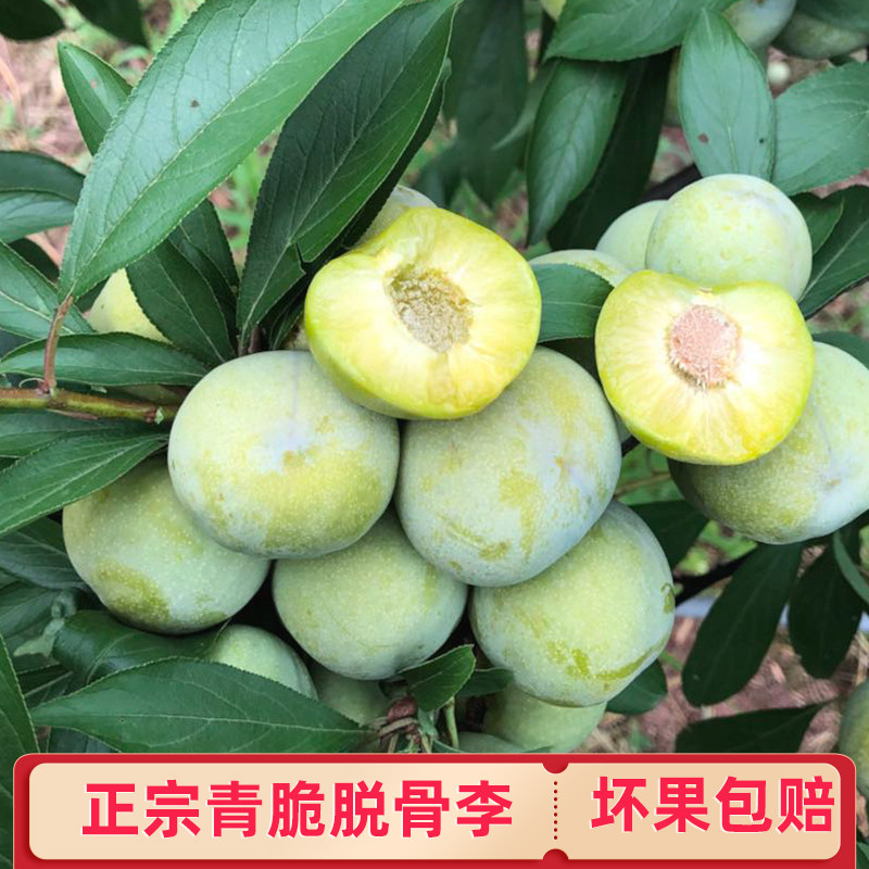 重庆万州青脆李四川空心脱骨脆李子新鲜孕妇水果巫山精品大果整箱