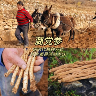 顺丰 振晋堂 种植潞党参 直径7-8mm无硫 3-5年原条参 200g/袋