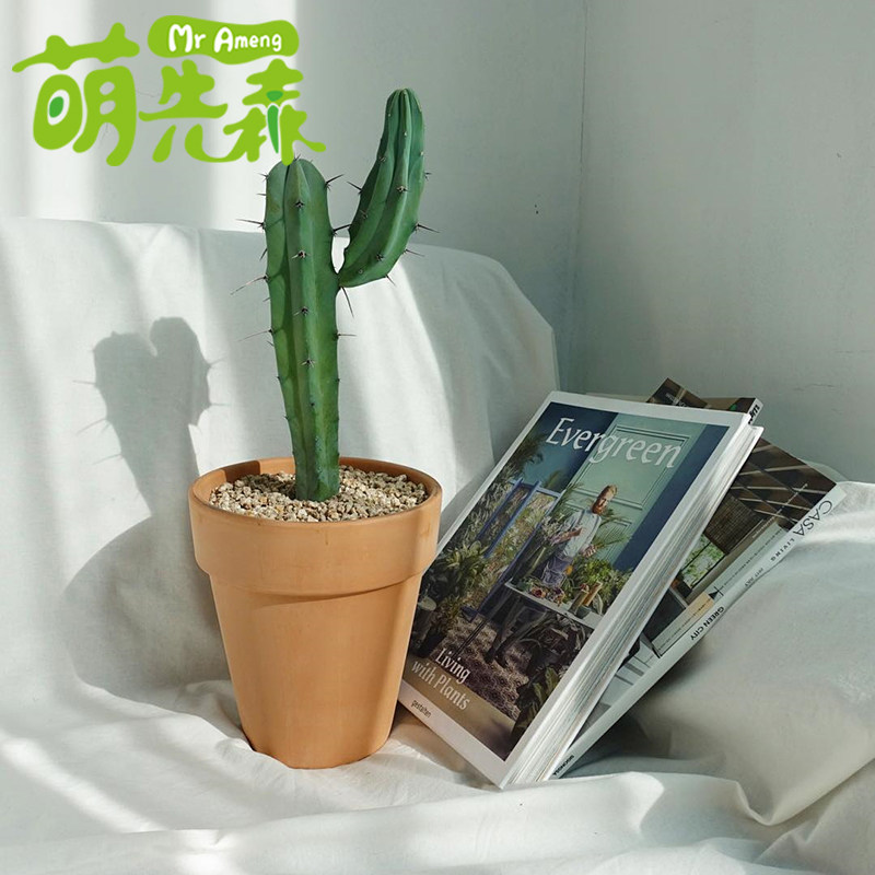 墨西哥龙神木分叉一物一拍 蓝色仙人掌招手仙人柱 量天尺沙漠植物