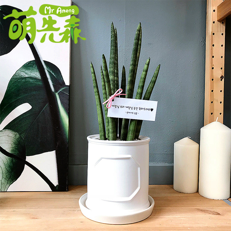 绿植客厅吸甲醛棒叶虎尾兰