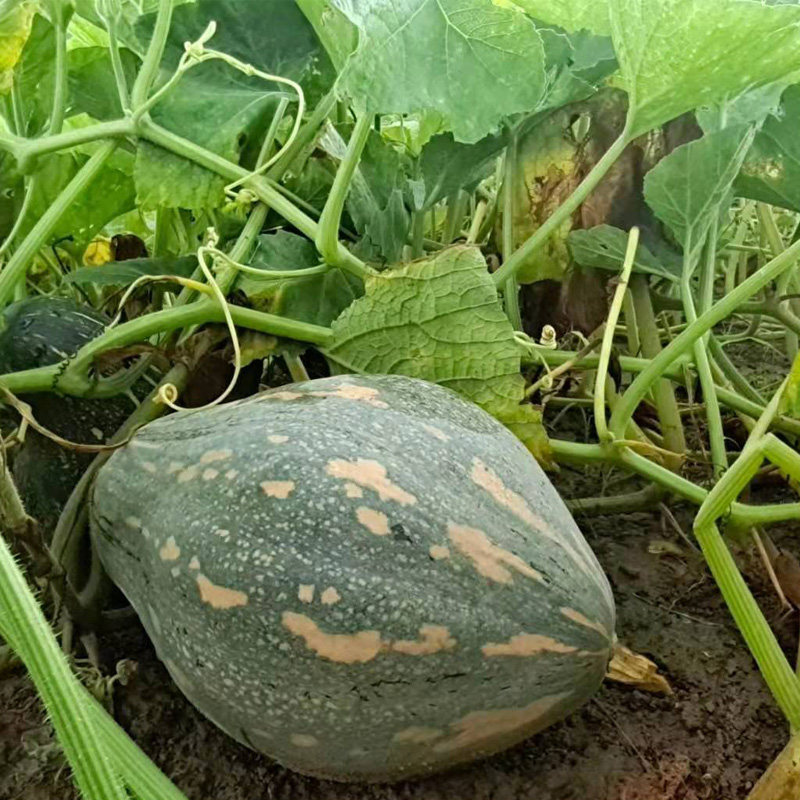 邮新鲜蔬菜南瓜香芋老南瓜