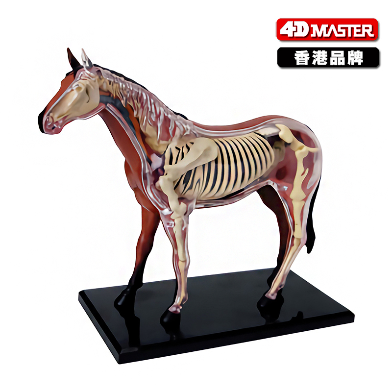 静态解剖器官兽医教学模型骨骼