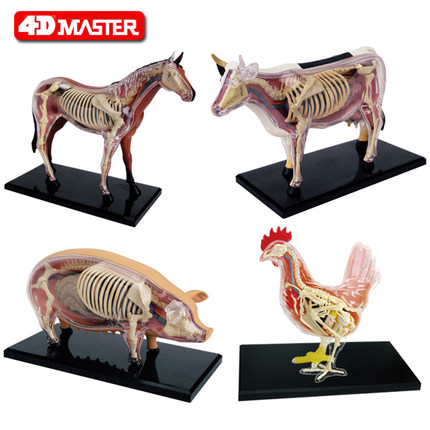 4D Master仿真猪牛马鸡动物模型内脏解剖拼装模型可拆卸教学用具