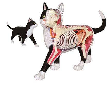 香港正品4D Master黑白猫解剖内脏骨架拼装模型可拆卸仿真动物