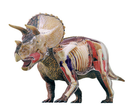 4D Master大号恐龙骨骼骨架解剖拼装模型三角龙动物模型教玩具