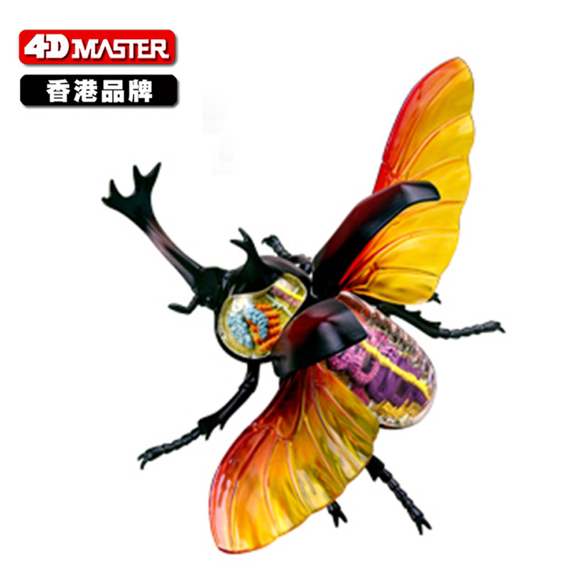 香港正品4d master昆虫拼装解剖模型甲虫可拆卸生物组合模型
