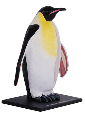 4D MASTER皇帝企鹅模型Support Exporting Overseas最后1个