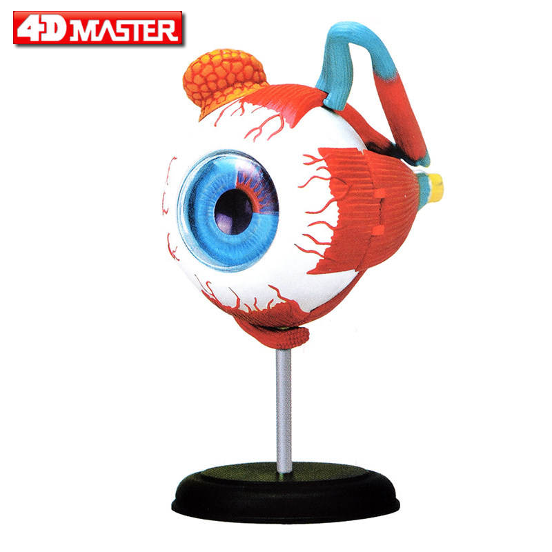 4d master人体眼睛构造眼球组织眼珠解剖组装拼装模型医院教学用