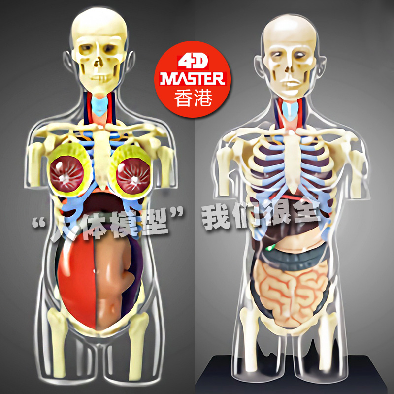 4d master透明半身人体解刨模型内脏器官模型医学教学人体模型