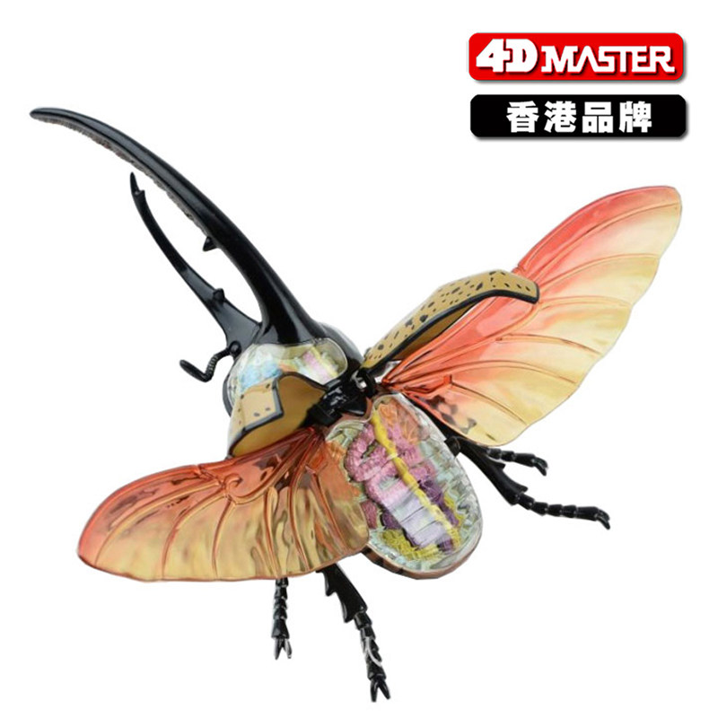 香港正品4d master昆虫拼装解剖模型独角仙可拆卸玩教具模型