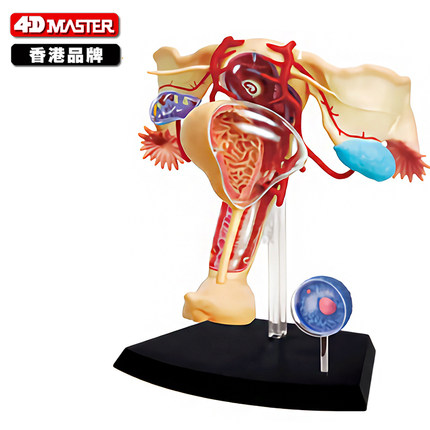 4D Master女性生殖模具人体解剖模型医学器官教具女性外阴模型