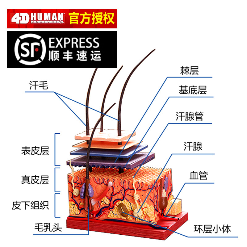 4D Master医学人体皮肤模型...