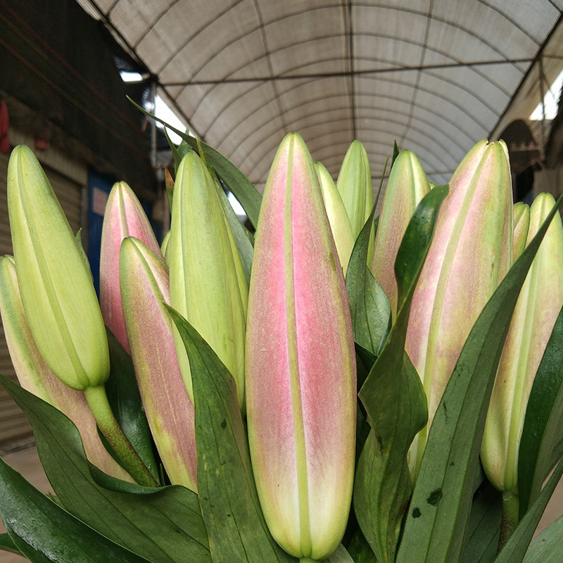百合花水养鲜花云南昆明鲜花基地直发一扎鲜切花束家用插花