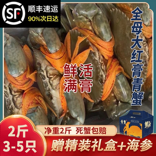 三门野 生鲜活青蟹海鲜膏蟹特大全母红膏蟹螃蟹红鲟黄油野生肉蟹