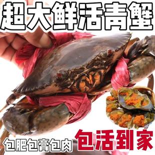 鲜活三门野 生青蟹海鲜膏蟹特大全母红膏蟹螃蟹红鲟黄油野生肉蟹