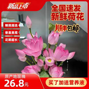 新鲜荷花鲜花现摘花骨朵莲花带杆花苞小莲蓬盆景水生花卉送营养液