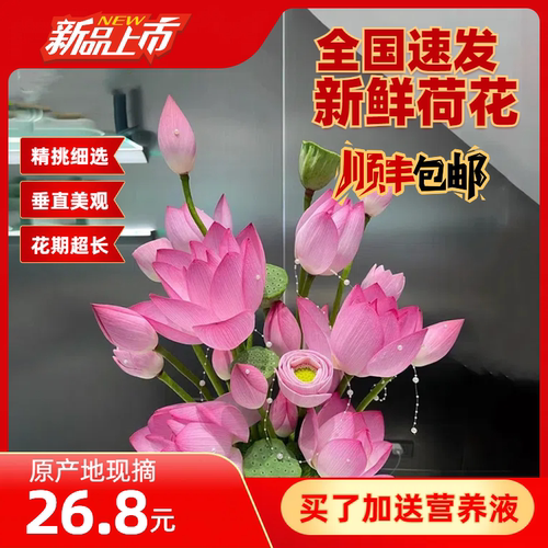 新鲜荷花鲜花现摘花骨朵莲花带杆花苞小莲蓬盆景水生花卉送营养液