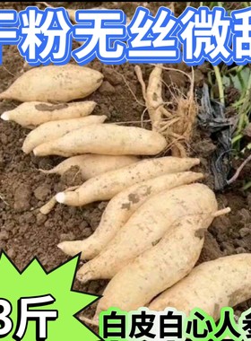 广西牛奶人参地薯瓜奶香白皮白心番薯正宗板栗粉糯香甜红薯小白薯