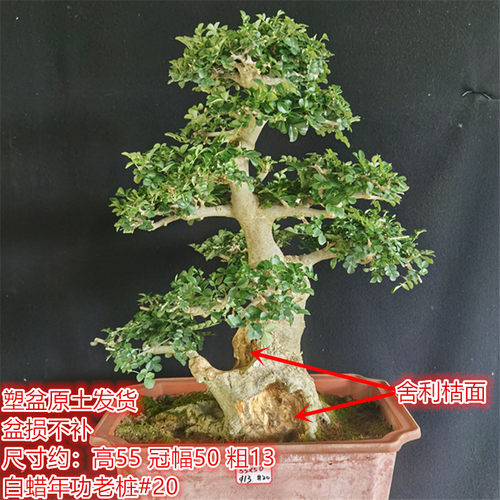 湖北京山对节白蜡一物一拍年功老桩阳台庭院盆景耐寒盆栽耐热古桩