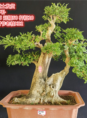 湖北京山对节白蜡年功老桩阳台庭院盆景耐寒盆栽耐热古桩湖北梣