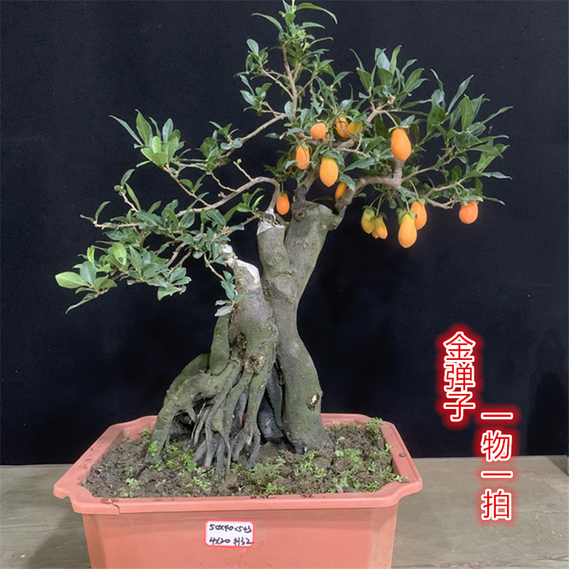 金弹子挂果阳台盆景嫁接老桩花生果熟桩根艺辣椒果黑塔子公母同株