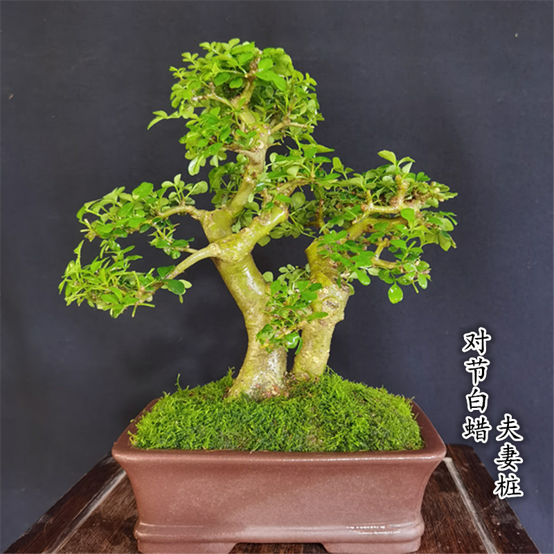 一物一拍组合夫妻桩对节白蜡茶台小老桩盆景丛林对接阳台绿植盆栽