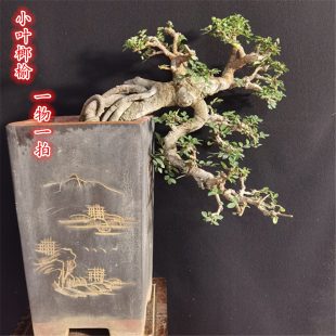 小叶榔榆怪异榆木疙瘩矮霸造型老桩盆景提根抱石室内外庭院盆栽