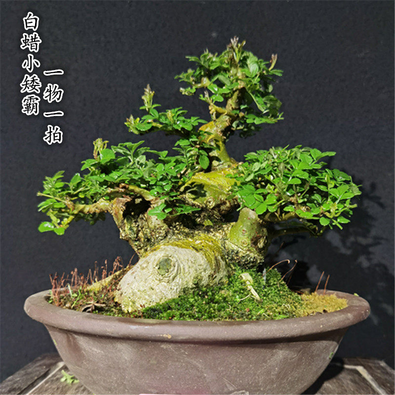 微型对节白蜡盆景小叶绿植