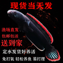 血斑一型雷龙鱼黄金眼睛雷龙奶茶蓝宝石鬼王幻红幻蓝凶猛好养活