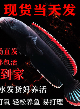 血斑一型雷龙鱼黄金眼睛雷龙奶茶蓝宝石鬼王幻红幻蓝凶猛好养活