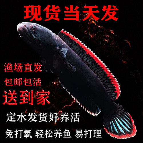 血斑一型雷龙鱼黄金眼睛雷龙奶茶蓝宝石鬼王幻红幻蓝凶猛好养活