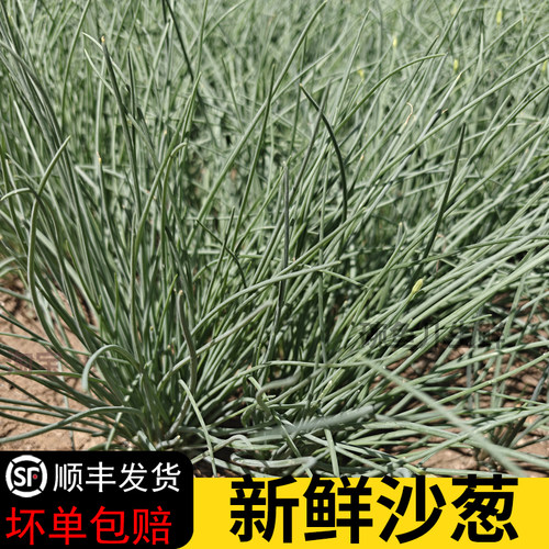 新鲜沙葱甘肃武威特产沙葱沙漠野葱新鲜小沙葱饭店餐饮顺丰发货