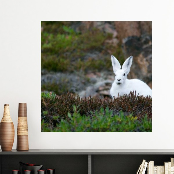 白色兔子森林自然景色墙贴壁纸房间贴花